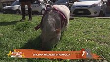 Opi, una maialina in famiglia