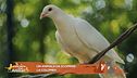 Un animale da scoprire: la colomba