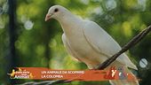 Un animale da scoprire: la colomba