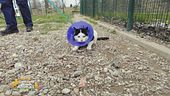 La dermatite nel gatto