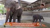 Notizie dal mondo degli animali