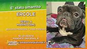 Ritroviamo Ercole