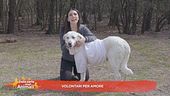 Volontari per amore