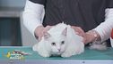 Le patologie del manto del gatto: la forfora