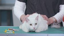 Le patologie del manto del gatto: la forfora