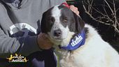 Il cagnolone Orso cerca una famiglia