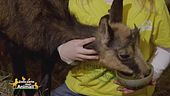 Animali selvatici: il Camoscio