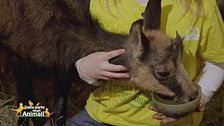 Animali selvatici: il Camoscio