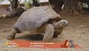 Un animale da scoprire: la tartaruga