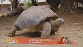 Un animale da scoprire: la tartaruga