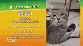 E' stato smarrito Brizzi
