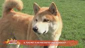 Il tuo pet ti ha mai fatto uno scherzo?