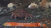 Un animale da scoprire: il granchio