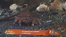 Un animale da scoprire: il granchio