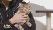 Lela, una gattona coccolona