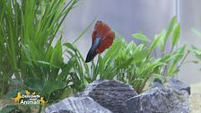 Il betta splendens
