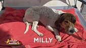 Gli appelli di Lucky