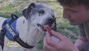 La realtà di Sampa Dogs, cani e umani che si aiutano a vicenda