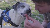 La realtà di Sampa Dogs, cani e umani che si aiutano a vicenda