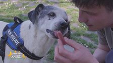 La realtà di Sampa Dogs, cani e umani che si aiutano a vicenda