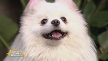 La dolce, vanitosa e un po' dispettosa Bella... la cagnolina di Alex Belli