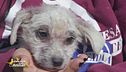 Ares, cucciolo in cerca di casa