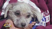 Ares, cucciolo in cerca di casa