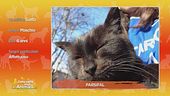 Parsifal, un gattone in cerca di casa