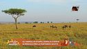 Notizie dal mondo animale