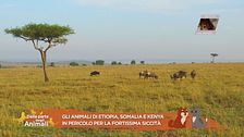 Notizie dal mondo animale