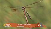 Un animale da scoprire: la libellula