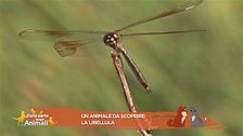 Un animale da scoprire: la libellula