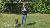 Evitare che il cane chieda cibo dalla tavola