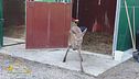 Animali salvati dal Cras Stella del Nord