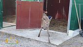Animali salvati dal Cras Stella del Nord