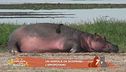 Un animale da scoprire: l'ippopotamo