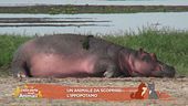 Un animale da scoprire: l'ippopotamo