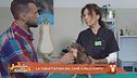 La toelettatura del cane a peso corto