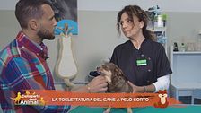 La toelettatura del cane a peso corto