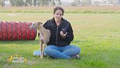 Come fare cooperare il nostro cane