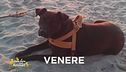 Ritroviamo Venere