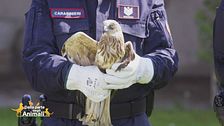 I carabinieri forestali