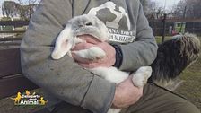 Pepito