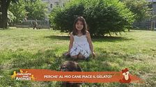 Perché al mio cane piace il gelato?