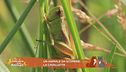 Un animale da scoprire: la cavalletta