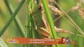 Un animale da scoprire: la cavalletta