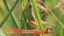Un animale da scoprire: la cavalletta