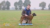 Cae-1:le prove pratiche per aiutare i nostri cani a essere buoni cittadini.