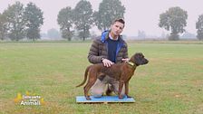 Cae-1:le prove pratiche per aiutare i nostri cani a essere buoni cittadini.