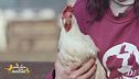Daniela, una gallina allegra